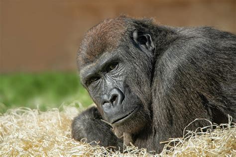 Cheeky Gorilla Lope Photograph By Rawshutterbug Fine Art America