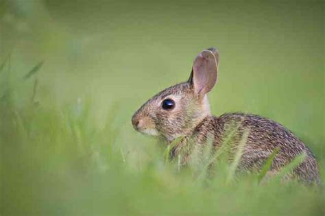 Do Rabbits Eat Geraniums Everything You Need To Know Animalpolis