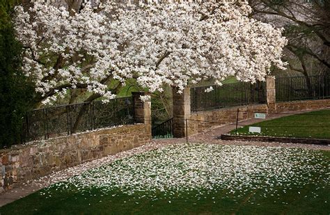 Reader Photos Magnolias At Longwood Gardens Finegardening