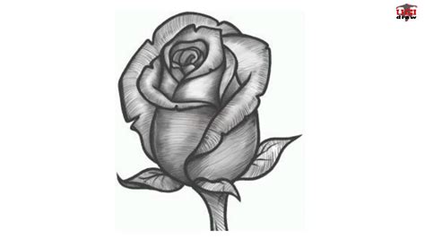 How To Draw A Realistic Rose For Beginners Rose Is Considered As The