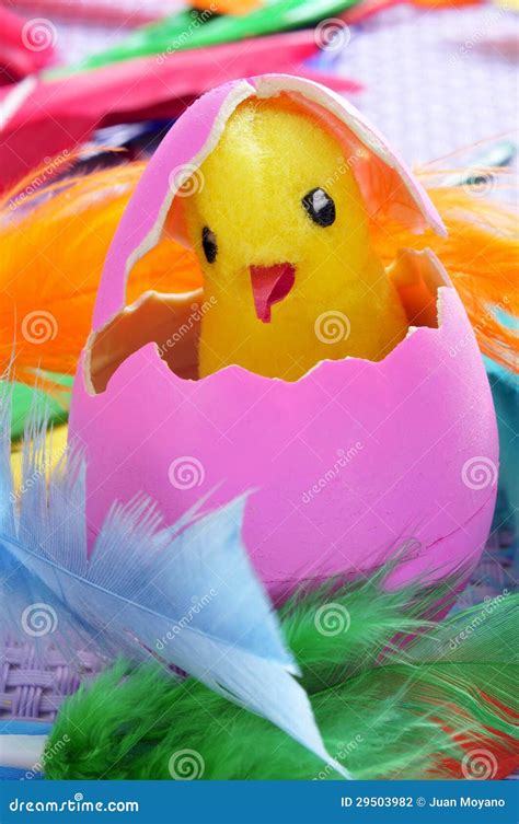 Easter Egg And Chick Stock Photo Image Of Birth Festivity 29503982
