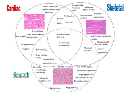 Comparison Of Cardiac And Skeletal Muscle Diagram Quizlet