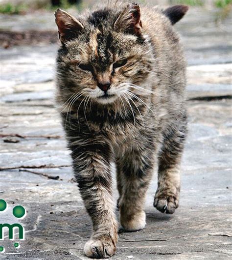 Northumberland Humane Society Suspends Feral Cat Program