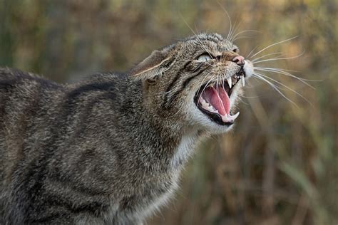 Feral Cat Removal And Control Accurate Pest Management