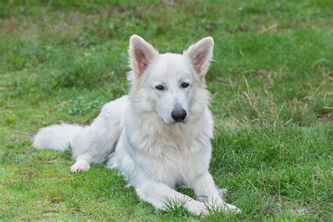 Ces annonces contiennent de nombreuses informations pour vous renseigner au mieux et vous permettre de faire votre choix dans. Berger Blanc Suisse