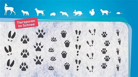 Am augenfälligsten sind solche #tierspuren im neuschnee. Spuren im Schnee: Erkennen Sie diese Tierspuren? | Bayern 1 | Radio | BR.de
