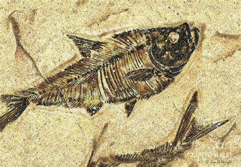 Fossil Fish Painting By Jq Licensing Fine Art America