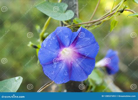 Beautiful Little Blue Flower Stock Image Image Of Macro Summer