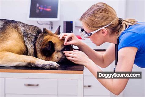 How To Get Rid Of Eye Crust On Dogs