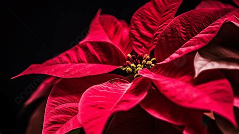 Poinsettia Flower With Leaves On A Black Background Christmas Flower