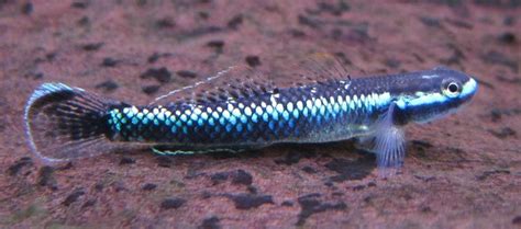 Blue Neon Goby Stiphodon Sp Fish Freshwater Aquarium Fish
