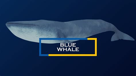 Blue Whales The Largest Animals To Have Ever Existed Youtube