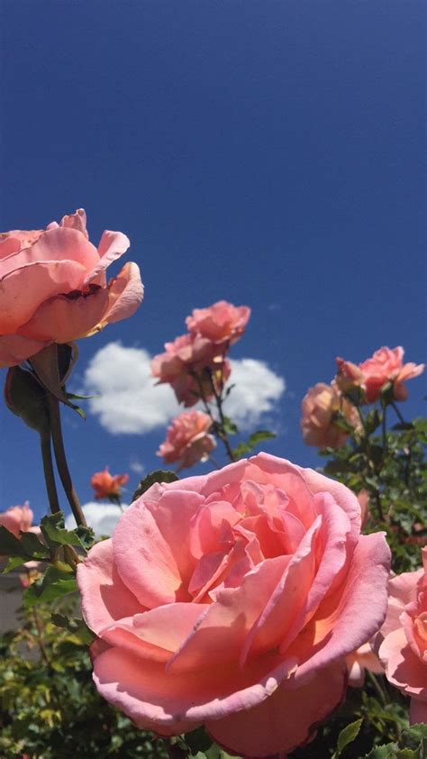 Pink landscape · pink roses · pink roses · pink love · pink rose · pink flower · pink aesthetic · pink rose. Aesthetic Blue And Pink Flowers Wallpapers - Wallpaper Cave