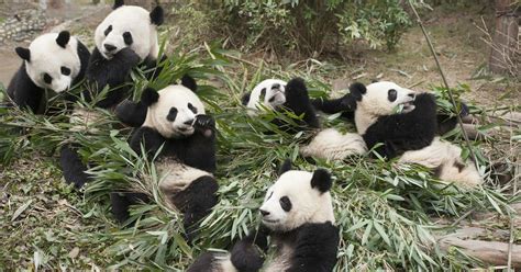 Pin By Rando🏳️‍🌈 On Panda Land Panda Facts Panda Giant Panda