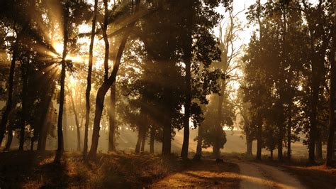 1920x1080 Sun Rays Outskirts Light Morning Forest Nature Road