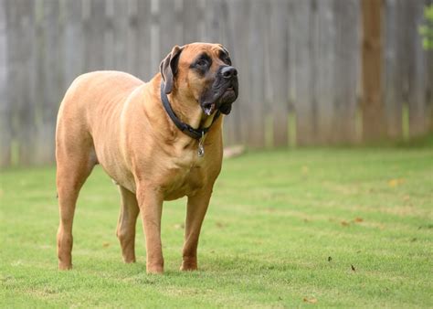 Meet 15 Calm Large Dog Breeds For 2023 Canine Weekly