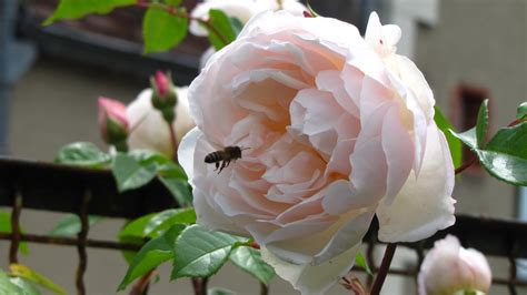 Enjoying Central France Honey Bee On Rose