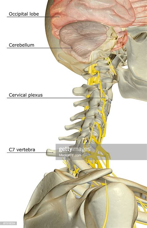 The Nerve Supply Of The Neck High Res Vector Graphic Getty Images