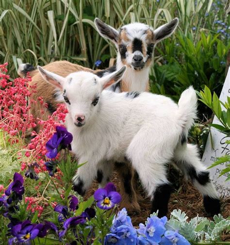 Baby Goats And Intact Flowers Imgur Farm Animals Animals And Pets