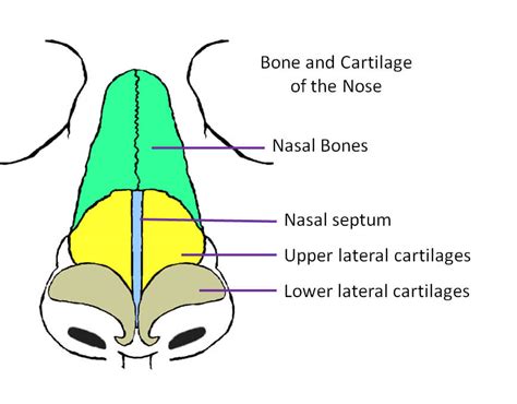 The nasal bones are variable in size and form in. Broken Nose and Nasal Fracture Repair - Dr Garrett Bennett ...