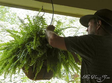 If is heavy, it's fine. Are Your Hanging Ferns the Envy of the Neighborhood? They ...