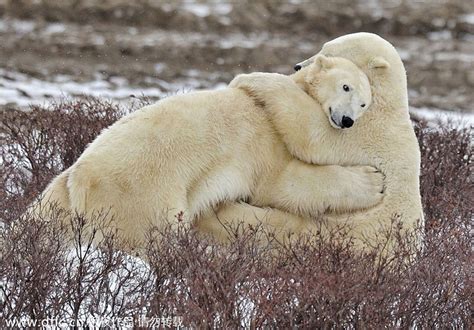 Polar Bears Hug 3 Cn