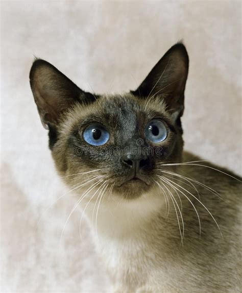 Seal Point Siamese Domestic Cat Portrait Of Adult With Blue Eyes Stock