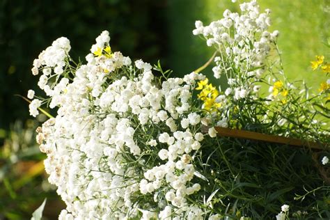 Schleierkraut Gypsophila Rispiges Gipskraut Pflege Anleitung