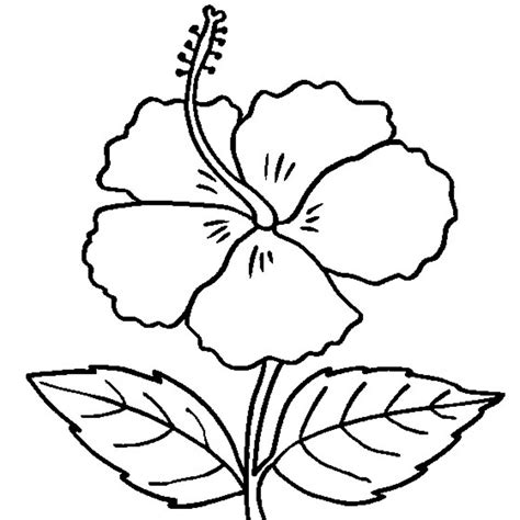 Free printable coloring pages for kids! Free Printable Hibiscus Coloring Pages For Kids