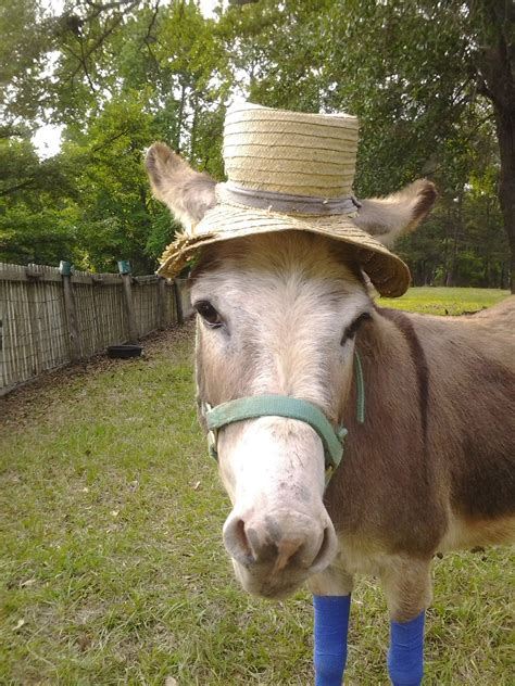 Funny Farm Animals That Will Make You Grin Readers Digest