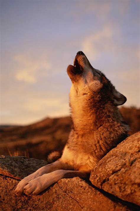 Howling Wolf On Tumblr