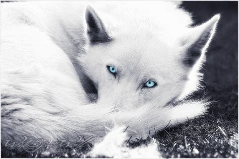 Like An Angel By Whitespiritwolf On Deviantart Wolf With Blue