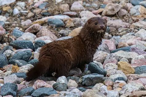 American Mink Education Site