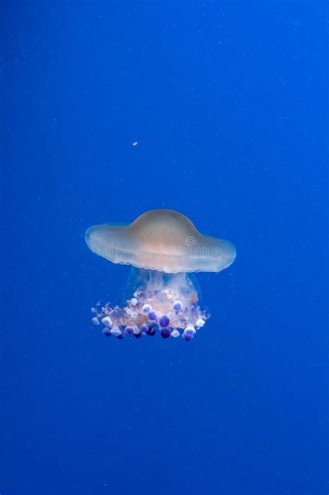 Graceful Sea Animal White Spotted Jellyfish In Blue Water Stock Photo