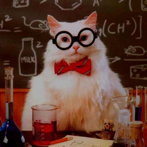 Prof Cat Nerdy Jokes Chemistry Cat Nerd Humor