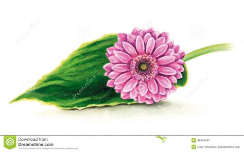 Pink Gerber Daisy Stock Illustration Illustration Of Beautiful 46946497