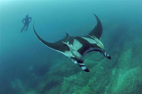 Giant Manta Rays Ocean Drifters Or High Seas Homebodies Blog