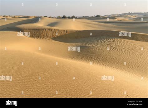 Sand Dunes In Thar Desert Jaisalmer Rajasthan India Stock Photo Alamy