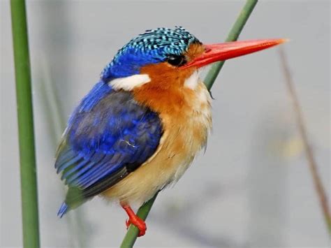 15 Of The Most Beautiful Birds In The World