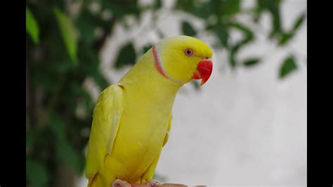 Mature Yellow Indian Ringneck Talking Parrot Youtube