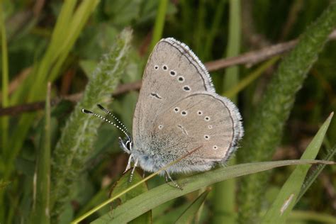 Glaucopsyche Lygdamus Columbia The Silvery Blue