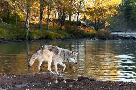 The Endangered Vancouver Island Wolf Vancouver Island Wolf Is