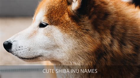 Ultimate List Of The Top 300 Shiba Inu Dog Names Good Cute And