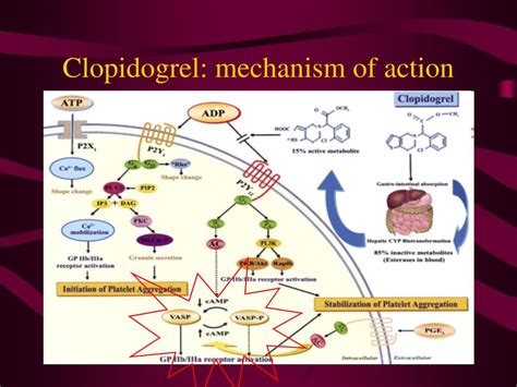 Reduced synthesis of prothrombin and other clotting factors. PPT - Perioperative management of antiplatelet therapy in ...