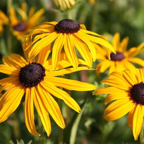 6 X Rudbeckia Fulgida Goldsturm Zonnehoed Pot 9x9cm