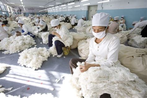 A us ban on cotton from xinjiang could increase pressure on china to end forced labor of millions of uighur muslims, say human rights groups. China poverty alleviation, cotton boom backed by forced ...