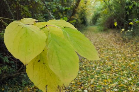 Making the most of fallen leaves - Thrive