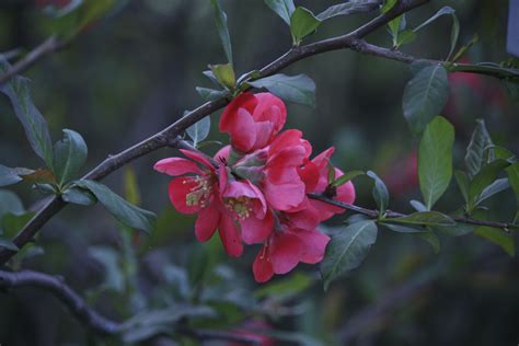 Check spelling or type a new query. When to Prune a Flowering Quince Bush? | Hunker ...