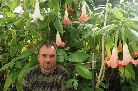 Their flowers can reach 16 long and range in color from Angel's trumpet (Brugmansia) | The VALiens