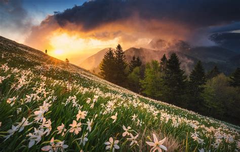 Обои поле лес солнце облака лучи свет закат цветы горы тучи